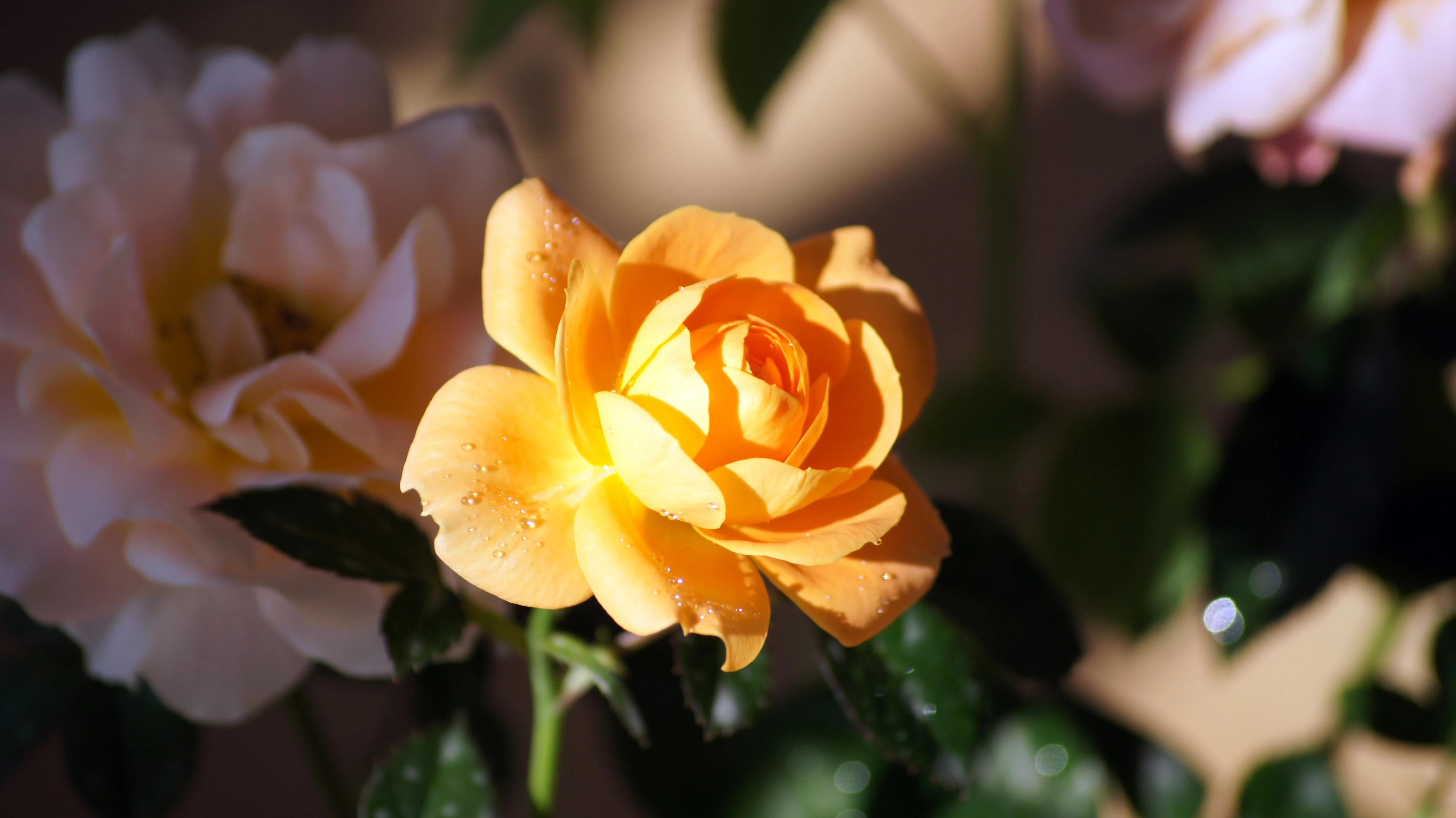 Blooming Brilliance photo2